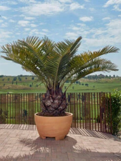 Pflanzkübel Megalos - XXL-Produkt -Gartenserien Laden pflanzkuebel megalos 1280x1280