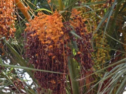 Kanarische Dattelpalme, Phoenix Canariensis -Gartenserien Laden phoenix palme frucht 1280x1280