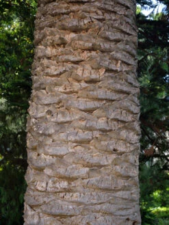 Kanarische Dattelpalme, Phoenix Canariensis -Gartenserien Laden phoenix palme stamm 1280x1280