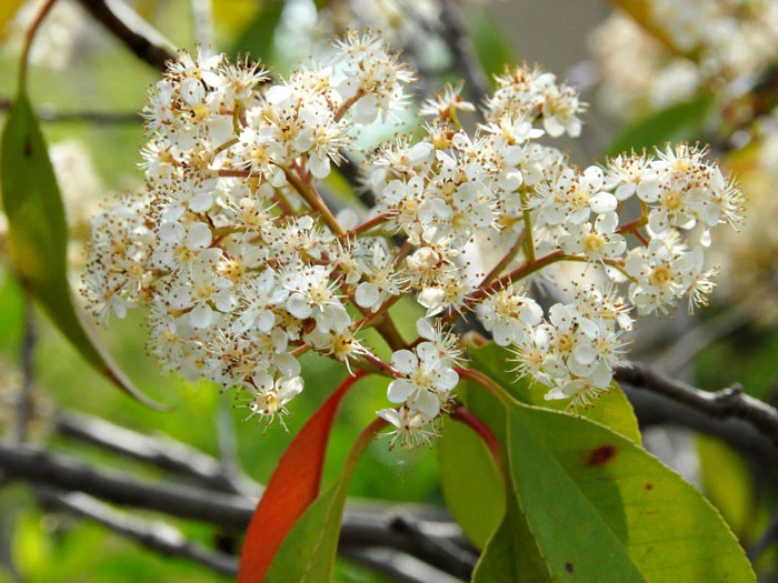 Photinia Fraseri 'Red Robin', Immergrüne Rote Glanzmispel 8 Photinia Fraseri 'Red Robin', Immergrüne Rote Glanzmispel - Image 6