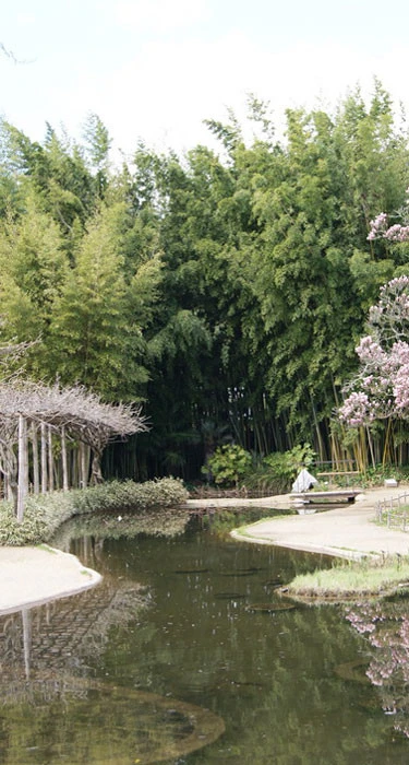 Phyllostachys Nigra 'Henonis', Goldhaar-Bambus 3 Phyllostachys Nigra 'Henonis', Goldhaar-Bambus