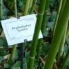 Phyllostachys Humilis, Bronze-Bambus