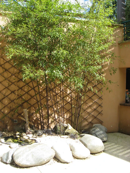 Phyllostachys Nigra Punctata, Schwarzrohrbambus 3 Phyllostachys Nigra Punctata, Schwarzrohrbambus