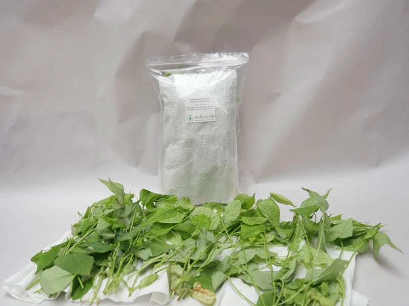 PhytoAmbly-Mix - Raubmilben-Mischung (Art.Nr. KB2038) 5 PhytoAmbly-Mix - Raubmilben-Mischung (Art.Nr. KB2038) - Image 3