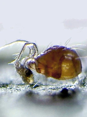 PhytoAmbly-Mix - Raubmilben-Mischung (Art.Nr. KB2038) 4 PhytoAmbly-Mix - Raubmilben-Mischung (Art.Nr. KB2038) - Image 2