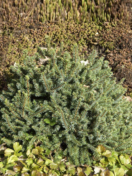 Picea Glauca 'Echiniformis', Blaue Igel-Fichte 3 Picea Glauca 'Echiniformis', Blaue Igel-Fichte