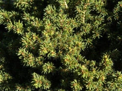 Picea Abies 'Little Gem', Kugel-Fichte, Kissen-Fichte -Gartenserien Laden picea little gem nadeln 1280x1280