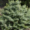 Picea Omorika 'Nana', Serbische Kegel-Fichte 2 Picea Omorika 'Nana', Serbische Kegel-Fichte -Gartenserien Laden picea nana5559990919c5d 1280x1280