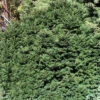 Picea Abies 'Nidiformis', Nest-Fichte -Gartenserien Laden picea nidiformis 1280x1280