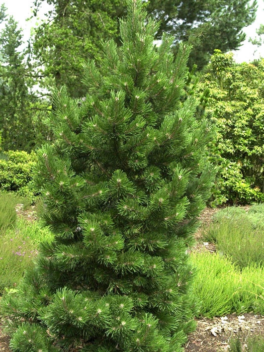 Pinus Mugo 'Gnom', Strauch-Kiefer 3 Pinus Mugo 'Gnom', Strauch-Kiefer