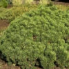 Pinus Mugo 'Mini Mops', Kugel-Kiefer 2 Pinus Mugo 'Mini Mops', Kugel-Kiefer -Gartenserien Laden pinus mugo mini mops 1280x1280