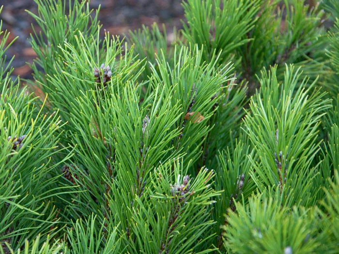 Pinus Mugo Pumilio, Zwerg-Latsche 4 Pinus Mugo Pumilio, Zwerg-Latsche - Image 2