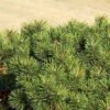 Pinus Mugo Pumilio, Zwerg-Latsche -Gartenserien Laden pinus mugo pumilio 1280x1280