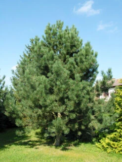 Pinus Nigra Austriaca, Österreichische Schwarz-Kiefer -Gartenserien Laden pinus nigra austriaca 1280x1280