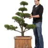 Pinus sylvestris - Bonsai, XXL-Produkt 1 Pinus sylvestris - Bonsai, XXL-Produkt -Gartenserien Laden pinus sylvestris2 78657 0 1280x1280