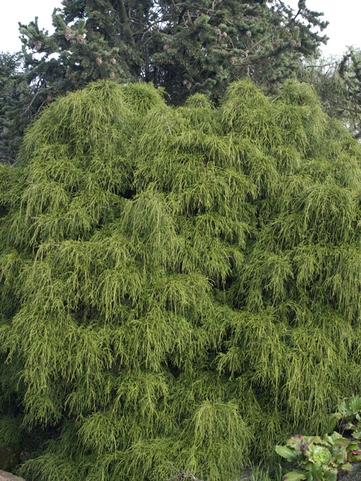 Chamaecyparis Pisifera 'Filifera Nana', Grüne Zwerg-Fadenzypresse 3 Chamaecyparis Pisifera 'Filifera Nana', Grüne Zwerg-Fadenzypresse