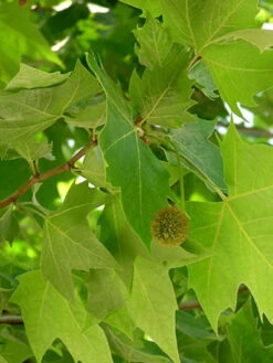 Platanus Hispanica 'Alphens Globe', Kugelplatane - Hochstamm -Gartenserien Laden platanus j08 76832 2 79605 2 1280x1280