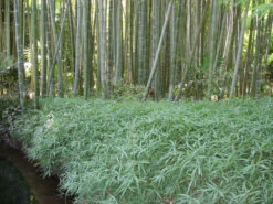 Pleioblastus Viridistriatus 'Vagans' (Sasaella Ramosa), Weichblättriger Zwergbambus -Gartenserien Laden pleioblastus vagans bambus 1280x1280