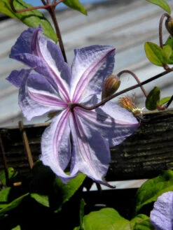 Clematis 'Prince Charles' -Gartenserien Laden prince charles bluete hinte 1280x1280