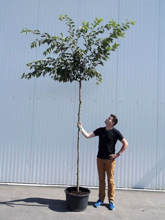 Prunus Subhirtella 'Accolade', Frühe Zierkirsche - Hochstamm 4 Prunus Subhirtella 'Accolade', Frühe Zierkirsche - Hochstamm – Bild 2