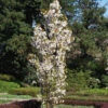 Prunus Serrulata 'Amanogawa', Säulenzierkirsche 1 Prunus Serrulata 'Amanogawa', Säulenzierkirsche -Gartenserien Laden prunus amanogawa 1280x1280