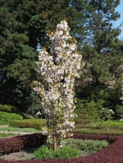 Prunus Serrulata 'Amanogawa', Säulenzierkirsche