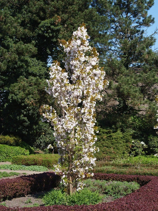 Prunus Serrulata 'Amanogawa', Säulenzierkirsche 3 Prunus Serrulata 'Amanogawa', Säulenzierkirsche