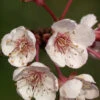 Prunus Cerasifera 'Hollywood' (Syn. Trailblazer)