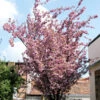 Prunus Serrulata 'Kanzan', Japanische Nelkenkirsche - Hochstamm -Gartenserien Laden prunus serrulata kanzan555996ff13ba6 1280x1280