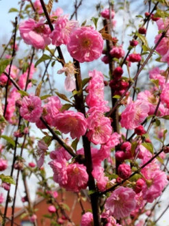 Prunus Triloba, Mandelbäumchen, Japanische Zierkirsche -Gartenserien Laden prunus triloba2 43409 2 1280x1280