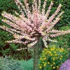 Prunus Triloba, Mandelbäumchen, Japanische Zierkirsche 1 Prunus Triloba, Mandelbäumchen, Japanische Zierkirsche -Gartenserien Laden prunus triloba j555994b223d80 1280x1280