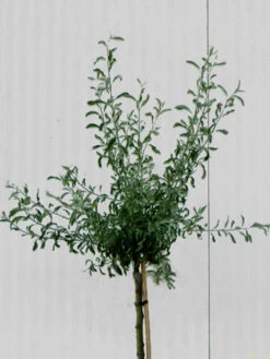 Pyrus Salicifolia 'Pendula', Hängende Silberbirne - Hochstamm -Gartenserien Laden pyrus salicifolia krone 1280x1280