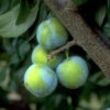 Pflaume Große Grüne Reneclaude -Gartenserien Laden reneclaude grosse gruene 1280x1280