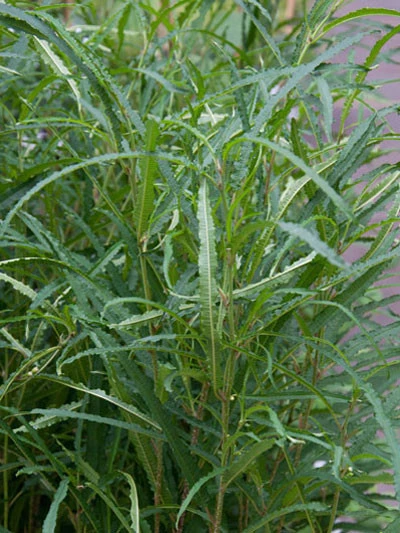 Rhamnus Frangula 'Fine Line'®, Farnblättrige Säulen-Hecke 4 Rhamnus Frangula 'Fine Line'®, Farnblättrige Säulen-Hecke - Image 2