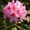 Rhododendron 'Cosmopolitan' -Gartenserien Laden rhodo cosmopolitan 1280x1280
