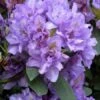 Rhododendron 'Fastuosum Flore Pleno'