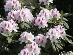 Rhododendron 'Progres' -Gartenserien Laden rhodo progres 1280x1280