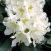 Rhododendron 'Cunningham's White' INKARHO® -Gartenserien Laden rhododendron cunninghams wh555997271cc64 1280x1280