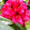 Rhododendron 'Nova Zembla' -Gartenserien Laden rhododendron nova zembla 1280x1280
