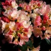 Rhododendron Yakushimanum 'Percy Wiseman'