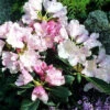 Rhododendron Yakushimanum 'Silberwolke' -Gartenserien Laden rhododendron silberwolke 1280x1280