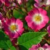 Rose Mozart ® - Lambert -Gartenserien Laden rosa mozart 1280x1280