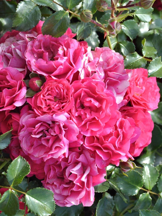 Rosen-Stämmchen Gärtnerfreude®/Toscana® - Kordes 3 Rosen-Stämmchen Gärtnerfreude®/Toscana® - Kordes