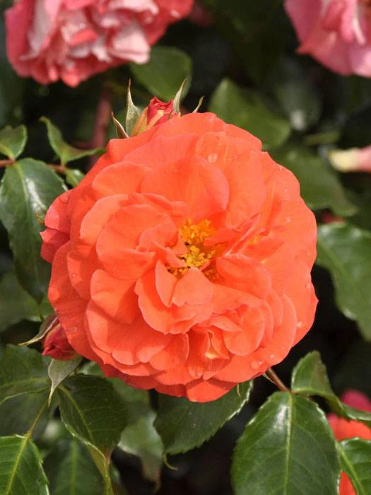 Rosen-Stämmchen Gebrüder Grimm ® - Kordes 3 Rosen-Stämmchen Gebrüder Grimm ® - Kordes