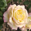 Rosen-Stämmchen Gloria Dei ® - Meilland -Gartenserien Laden rose gloria dei555995b16c7e3 1280x1280