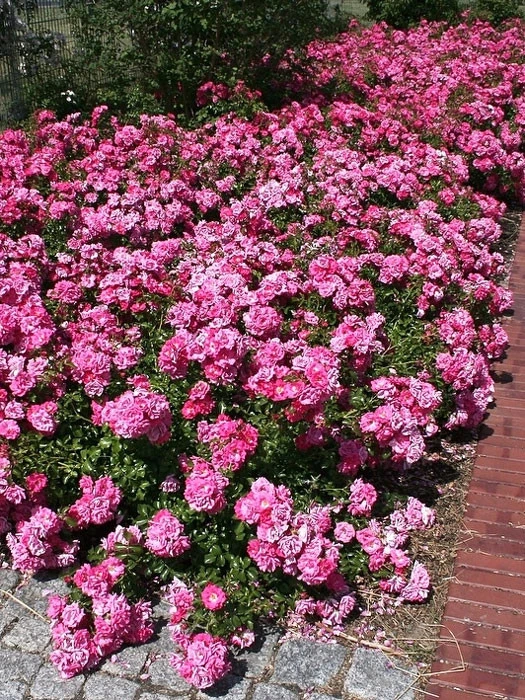 Rose Heidetraum ® Noack 3 Rose Heidetraum ® Noack
