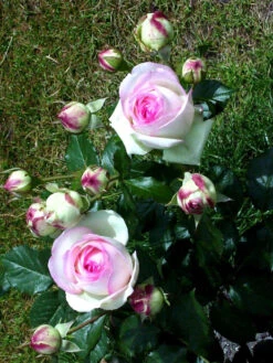 Rose Mini Eden Rose ® - Meilland