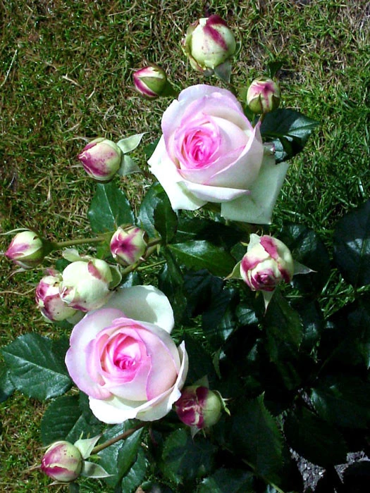 Rose Mini Eden Rose ® - Meilland 3 Rose Mini Eden Rose ® - Meilland