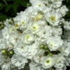 Rose Rambling Rector -Gartenserien Laden rose rambling rector5559962310af6 1280x1280
