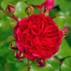 Rosen-Stämmchen Red Leonardo Da Vinci ® - Meilland
